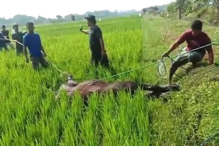 Kontrol dan Keamanan Teruji: Dua Sapi Kurban Lepas dalam Perayaan Idul Adha di Klaten