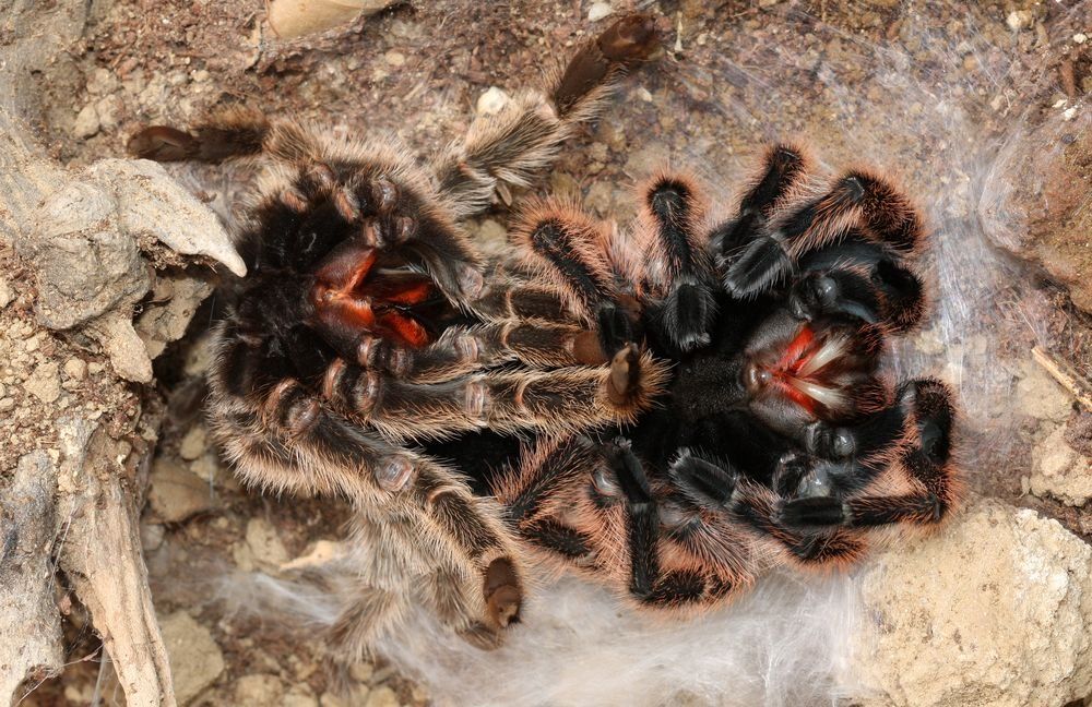 Terungkap: Perut Bengkak yang Ternyata Menyimpan Ratusan Tarantula di Pesawat