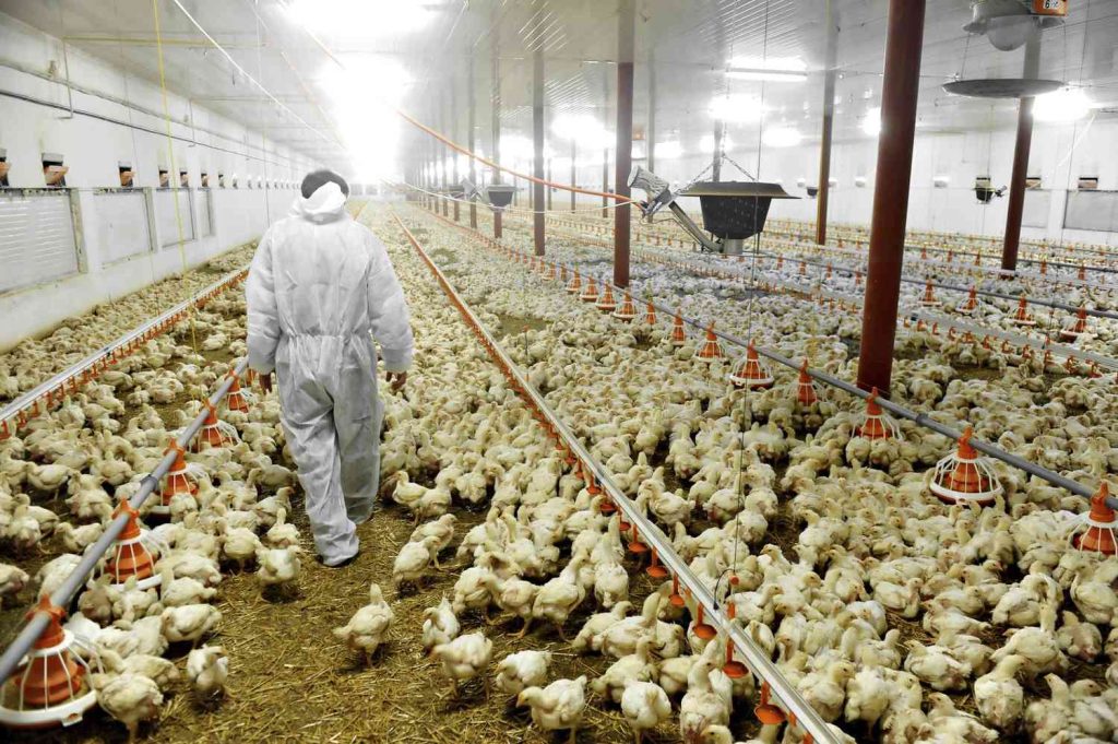 Petani Yang Panik Akibat Flu Burung Menyerukan Rencana Vaksin Inggris