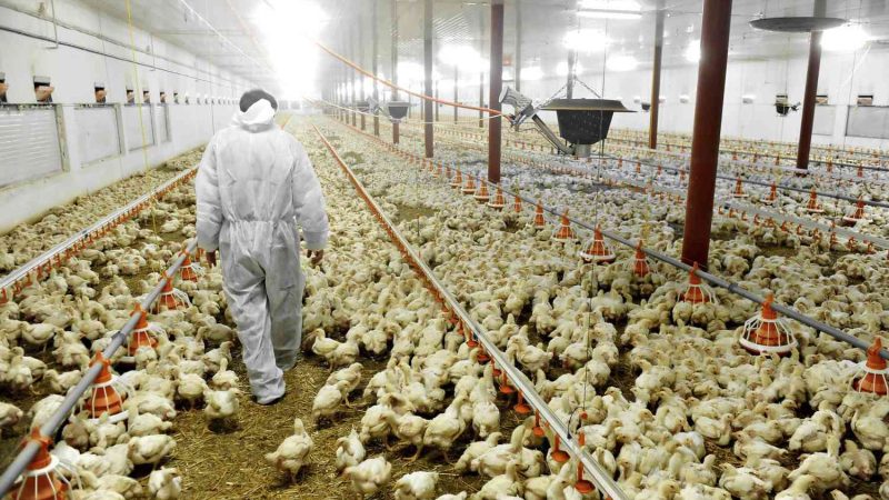 Petani Yang Panik Akibat Flu Burung Menyerukan Rencana Vaksin Inggris