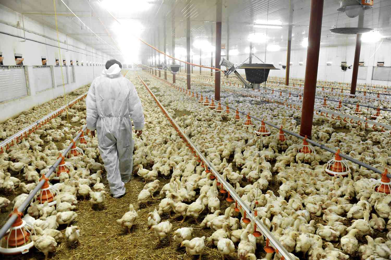 Petani Yang Panik Akibat Flu Burung Menyerukan Rencana Vaksin Inggris