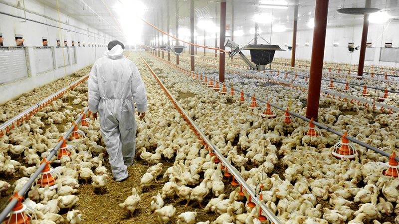 Dewan Negara Memperingatkan Wiersma Atas Rencana Untuk Petani Tanpa Izin