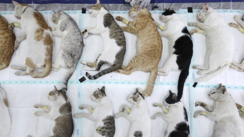 Kenali dan Cegah Diabetes pada Kucing dan Anjing Kesayangan Anda