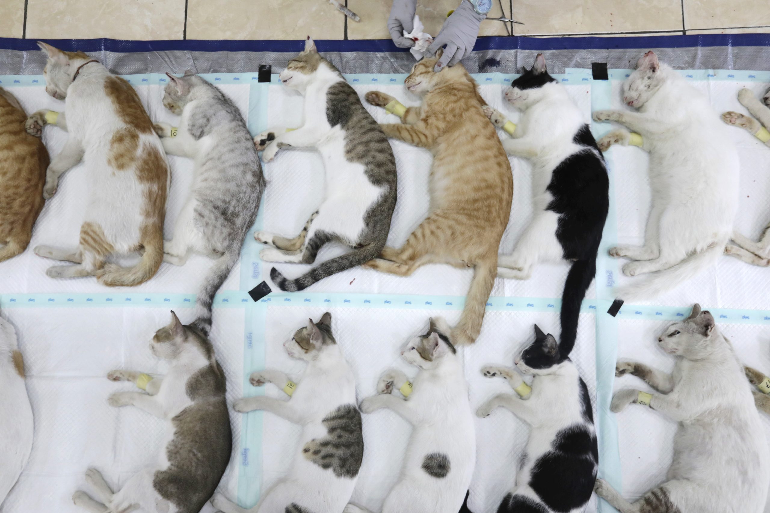 Kenali dan Cegah Diabetes pada Kucing dan Anjing Kesayangan Anda