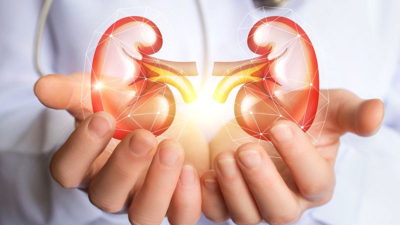 Ginjal Sehat, Hidup Ringan: Rahasia Organ Kecil Penjaga Keseimbangan Tubuh
