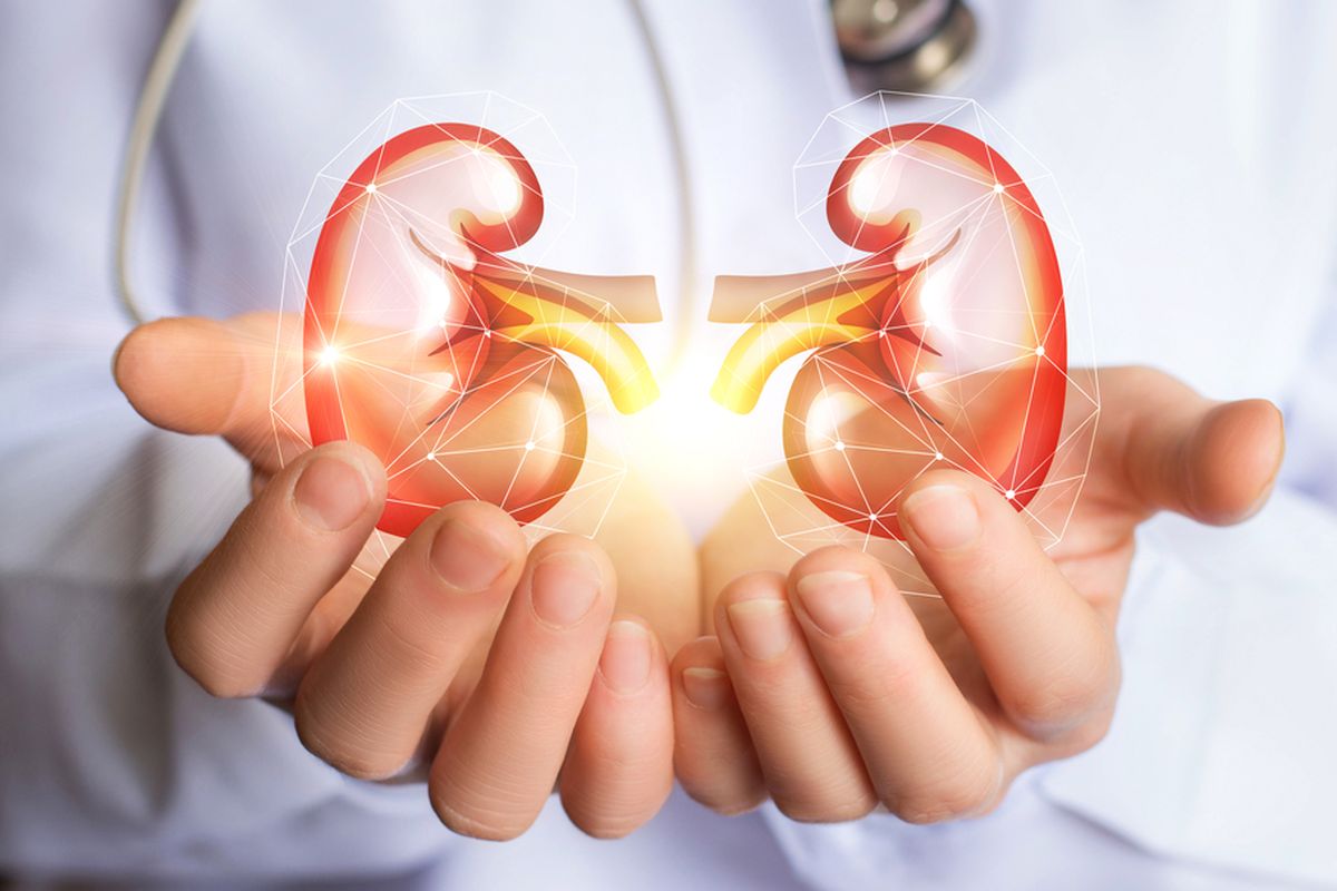 Ginjal Sehat, Hidup Ringan: Rahasia Organ Kecil Penjaga Keseimbangan Tubuh