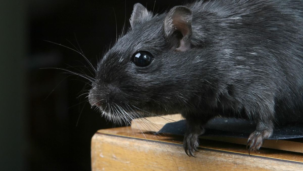 Virus Hanta Mengintai dari Tikus Rumah: Ancaman Mematikan yang Tak Boleh Diabaikan